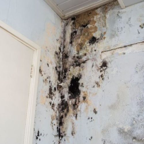 water damage mold inspection